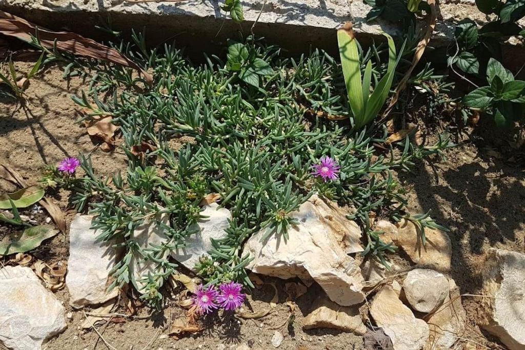 Apartment Kristic - Saplunara, Mljet Babino Polje Εξωτερικό φωτογραφία